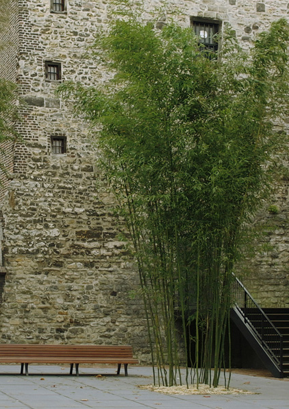 Phyllostachys aureosulcata морозостойкий высокий бамбук  